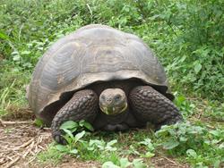 Galapagos Luxury Aggressor scuba diving liveaboard holiday.